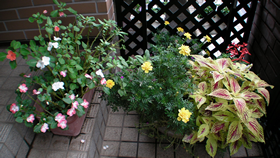 我が家の内玄関の花達