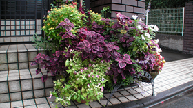 我が家の鮮やかな花達