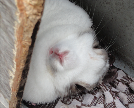 我が家のモンチャン
