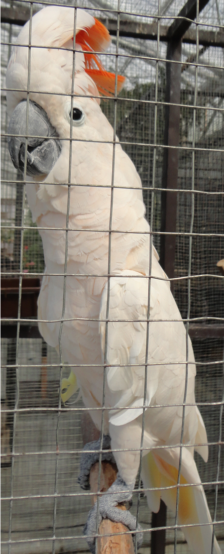 変わった鳥