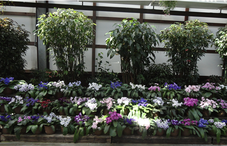 花屋さん