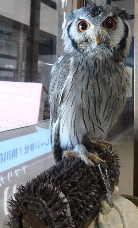 受付係りのフクロウ