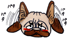 テン丸の耳.gif