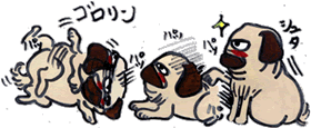 テン丸お手、伏せ、ゴロリ.gif