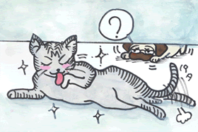 綺麗な猫.gif