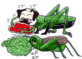 イナゴ.gif