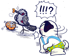 何ッ！？ヒオドリがミカンを！？.gif